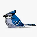067_Blue-Jay-1_2025.08.webp
