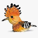 105_Hoopoe-1_2025.08.webp