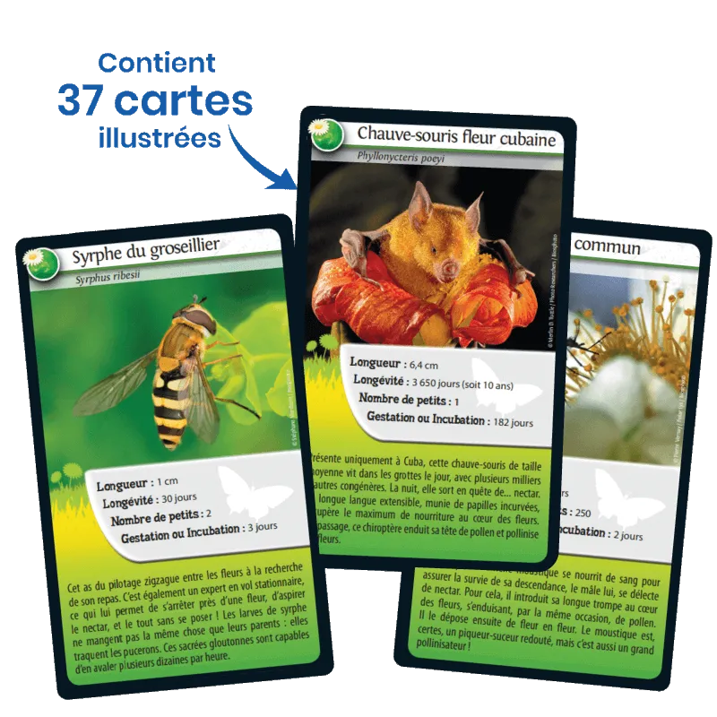 defis-nature-abeilles-et-autres-pollinisateurs (1).webp