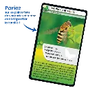 defis-nature-abeilles-et-autres-pollinisateurs (2).webp