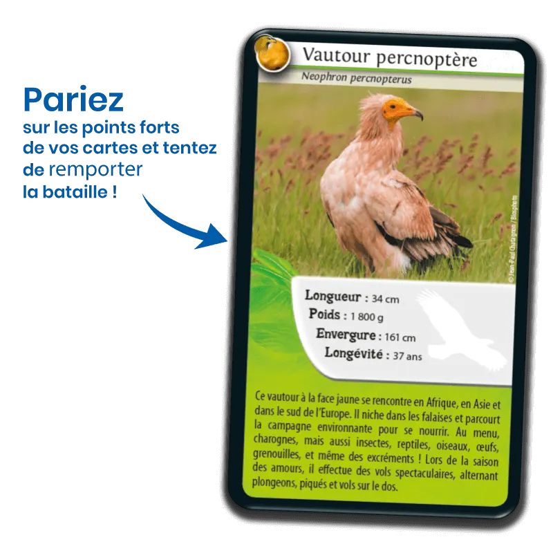 defis-nature-rapaces (1).webp