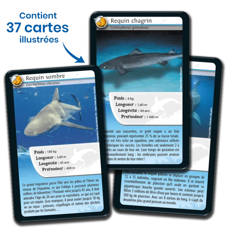 defis-nature-requins (1).webp