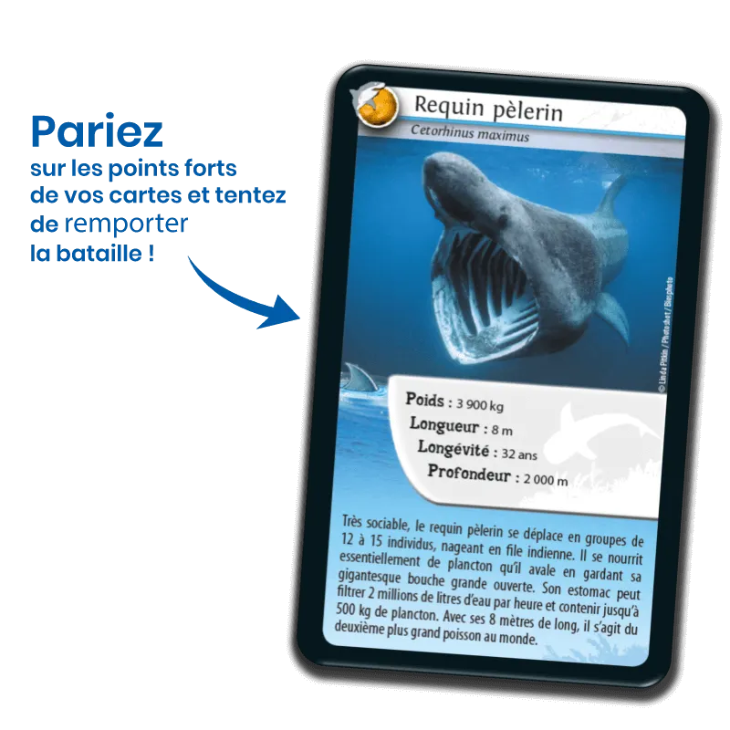 defis-nature-requins (2).webp