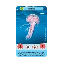 defis-nature-junior-merveilles-de-la-mer (3).webp