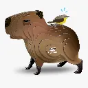 120_Capybara-1_2025.08.webp