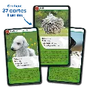 defis-nature-chiens (3).webp