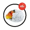 dino-oeuf-magique (2).webp