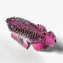 118_Asian-Arowana-4_2025.08.webp
