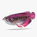 118_Asian-Arowana-1_2025.08.webp