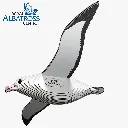 097_Royal-Albatross-1_2025.08.webp