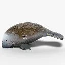 122_Manatee-3_2025.08.webp